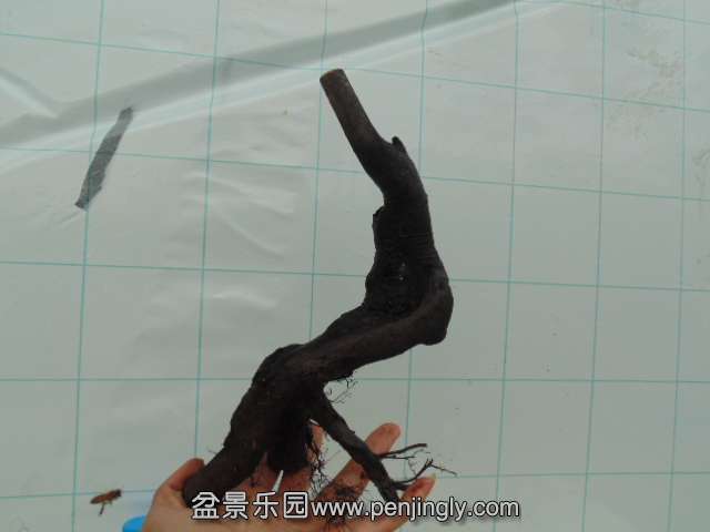 DSC04015.JPG