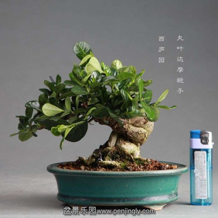 bonsai1406221.jpg