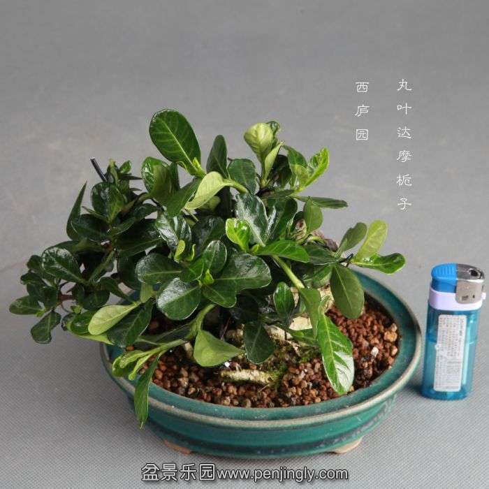 bonsai1406222.jpg