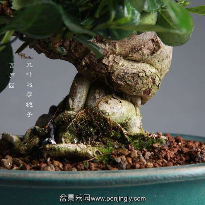 bonsai1406223.jpg
