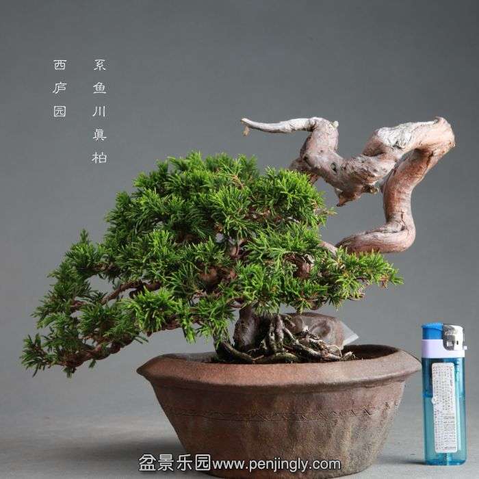 bonsai1406224.jpg