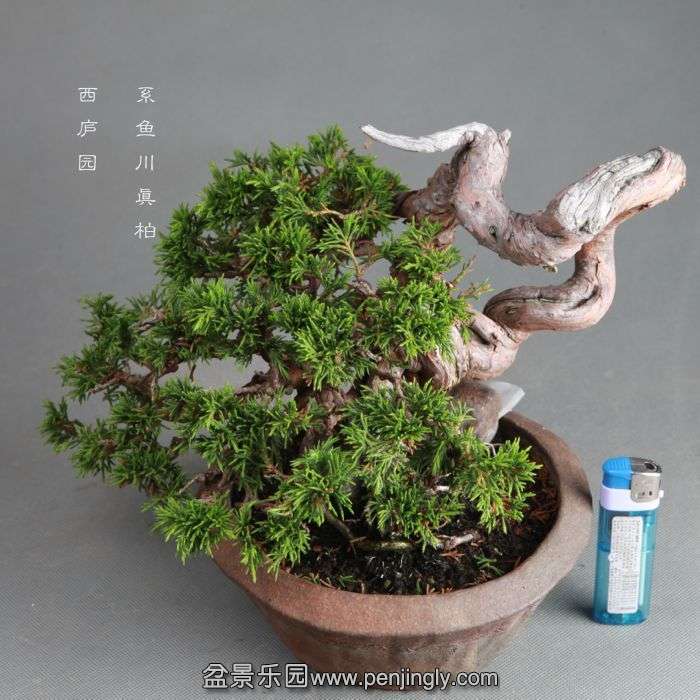 bonsai1406225.jpg