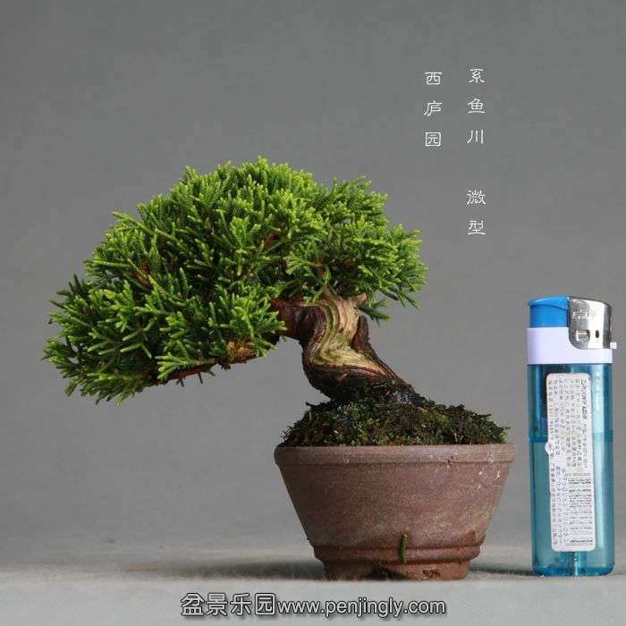 bonsai1406211.jpg