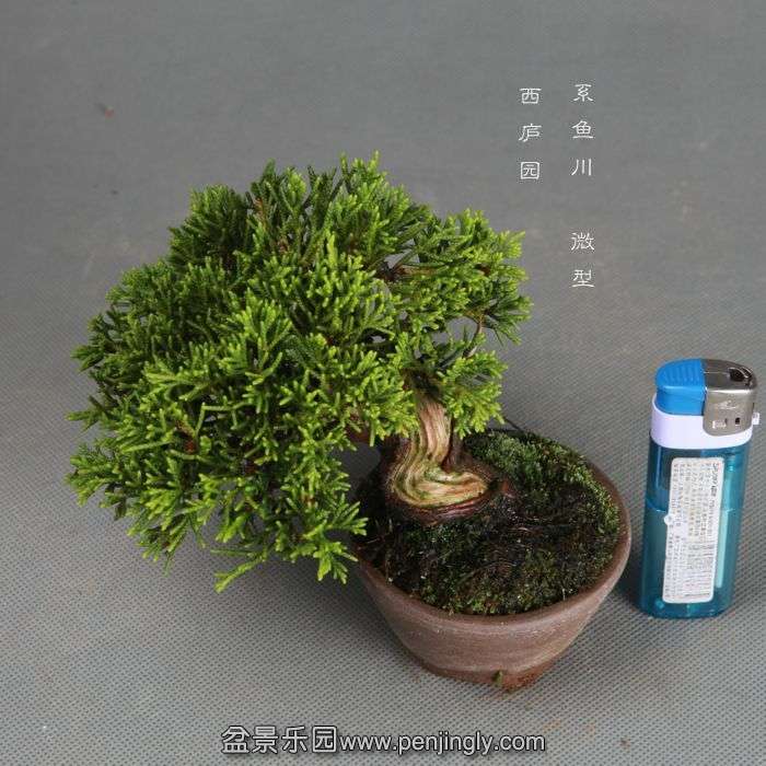 bonsai1406212.jpg