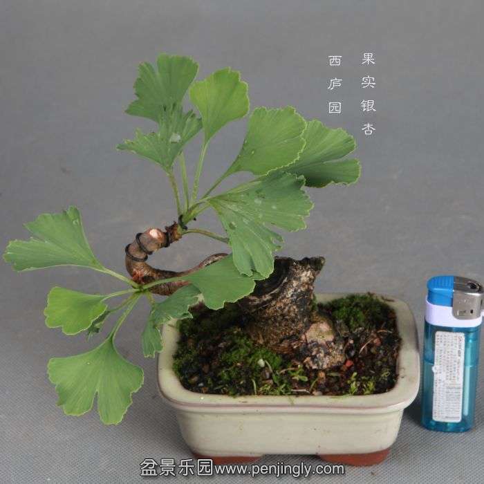 bonsai1406214.jpg
