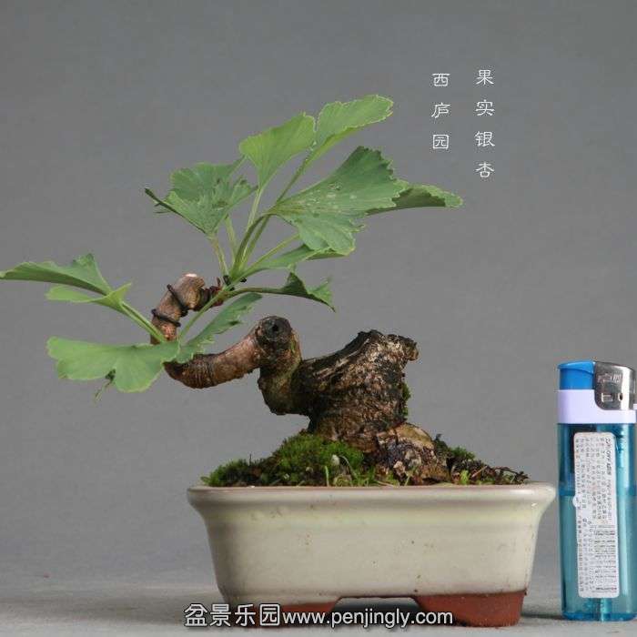bonsai1406213.jpg