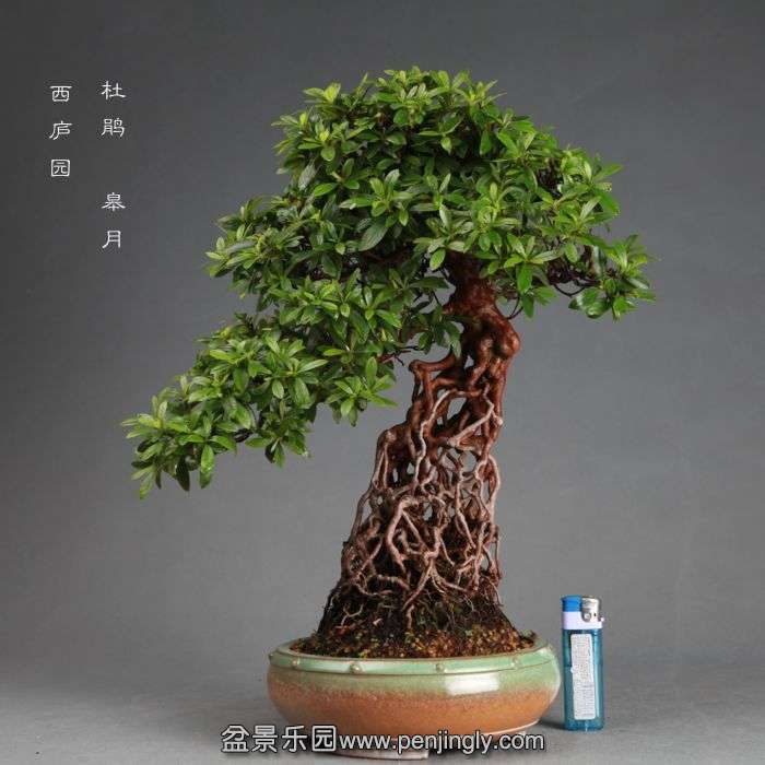 bonsai1406215.jpg