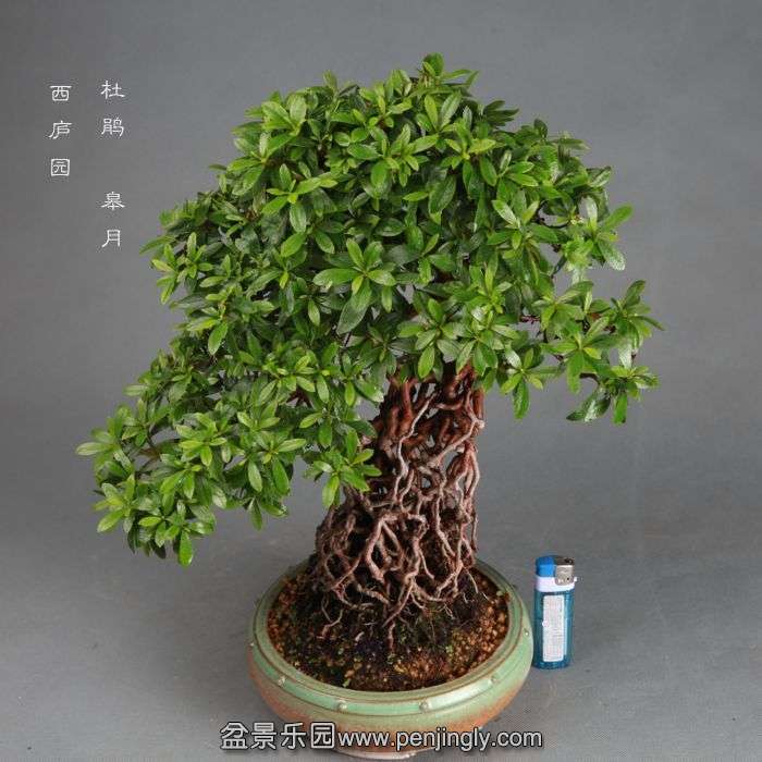 bonsai1406216.jpg