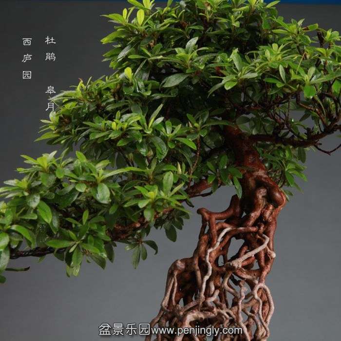 bonsai1406217.jpg