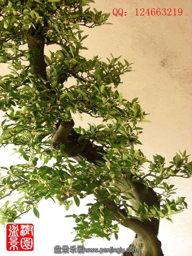 IMG_1744_.jpg