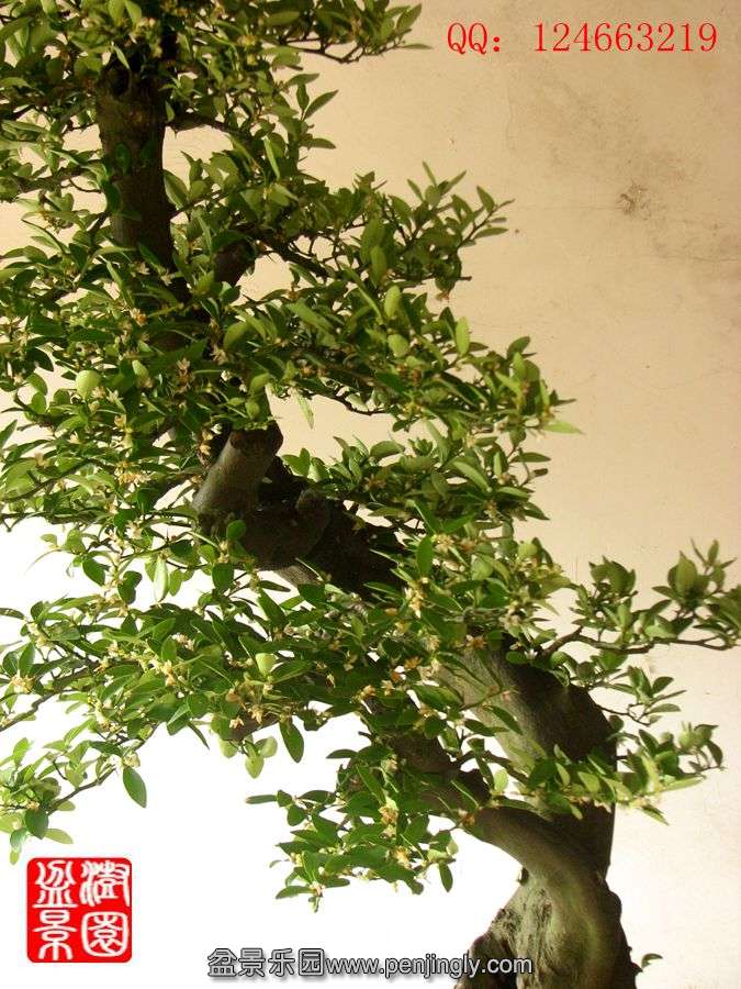 IMG_1746_.jpg