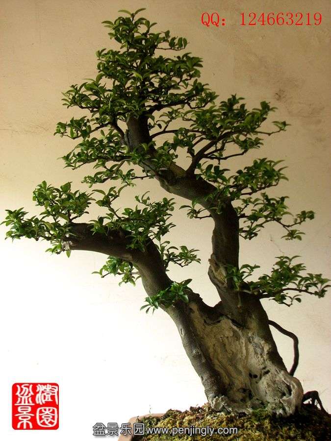 IMG_1755_.jpg