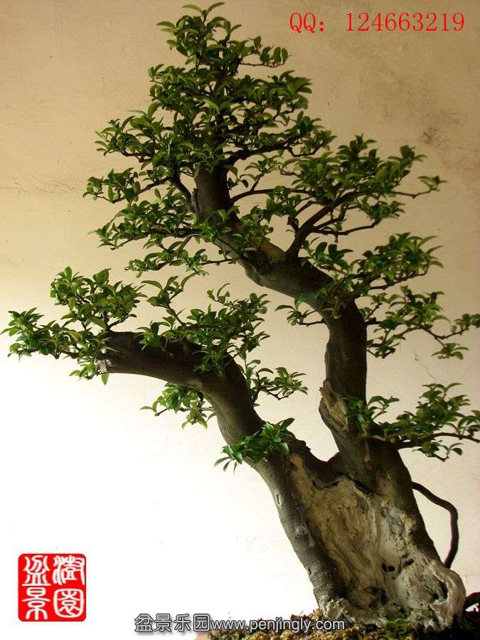 IMG_1756_.jpg