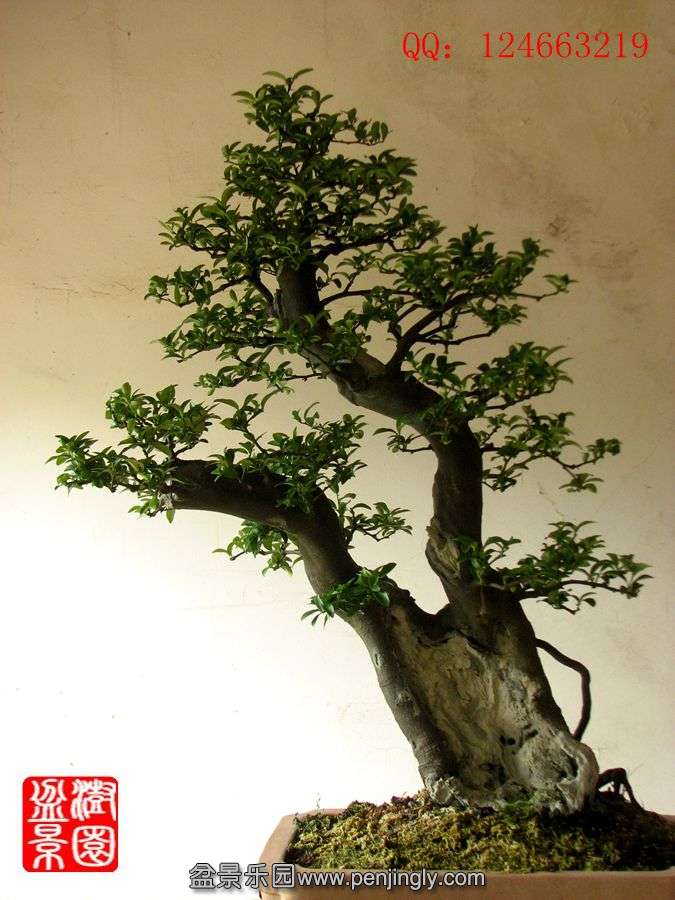 IMG_1757_.jpg