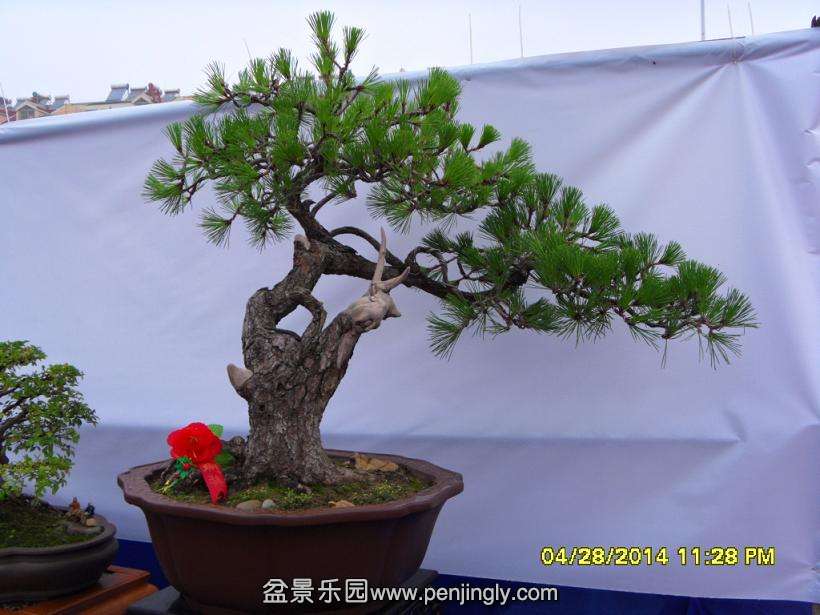 SDC13311.JPG