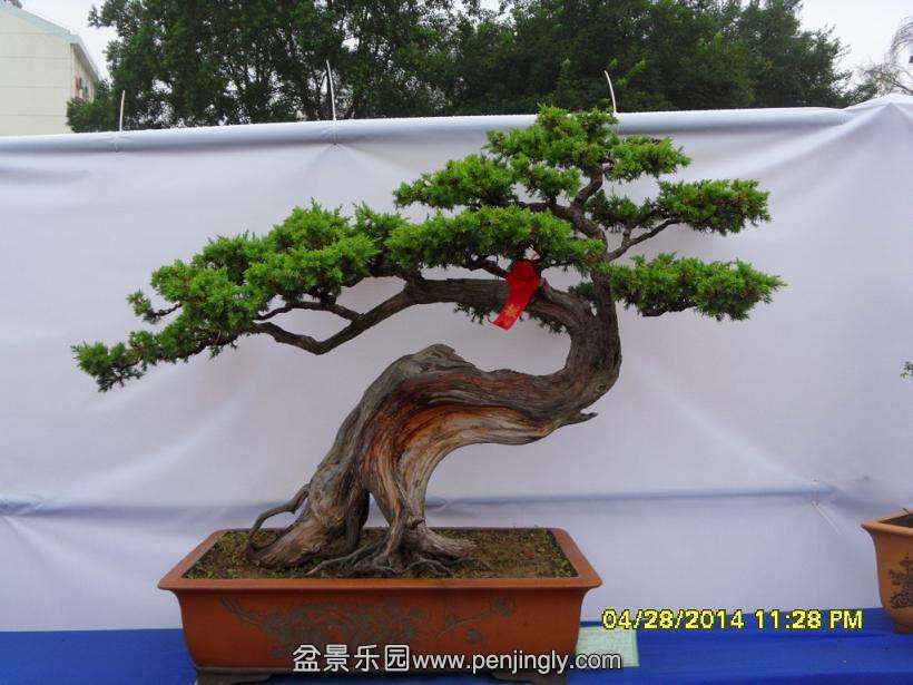 SDC13312.JPG
