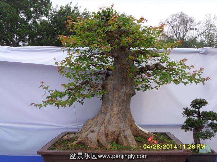 SDC13313.JPG