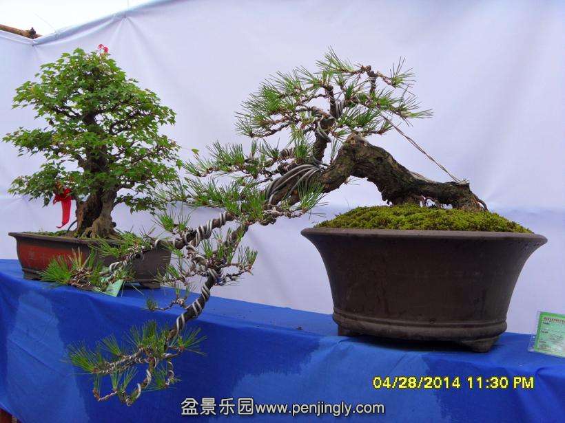 SDC13316.JPG