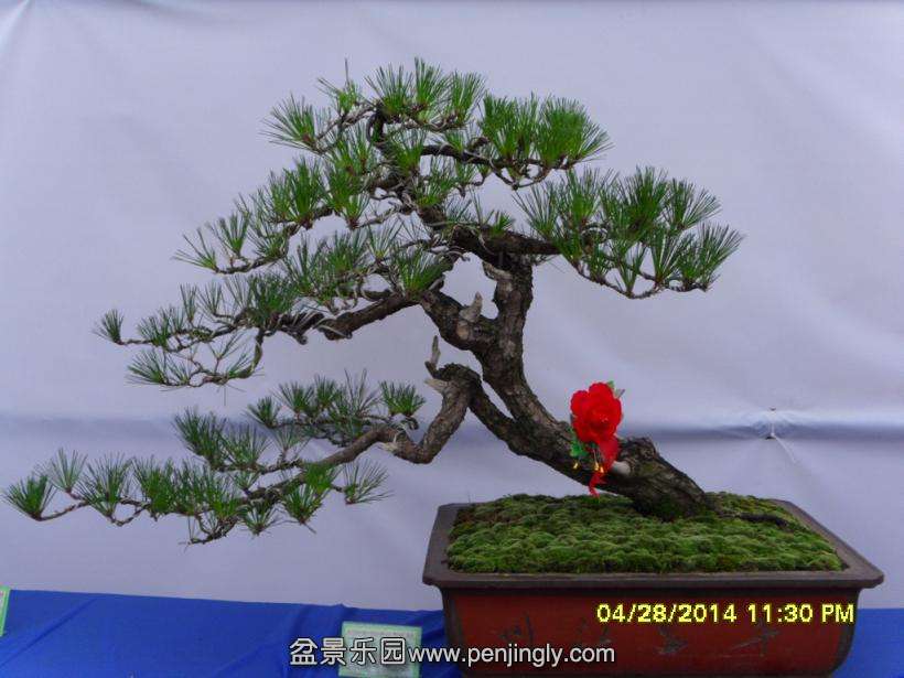 SDC13317.JPG
