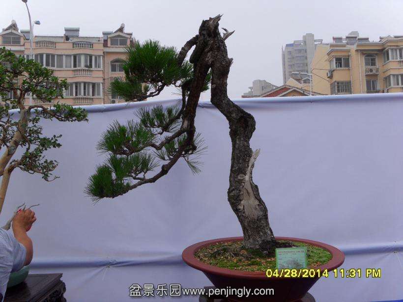 SDC13321.JPG