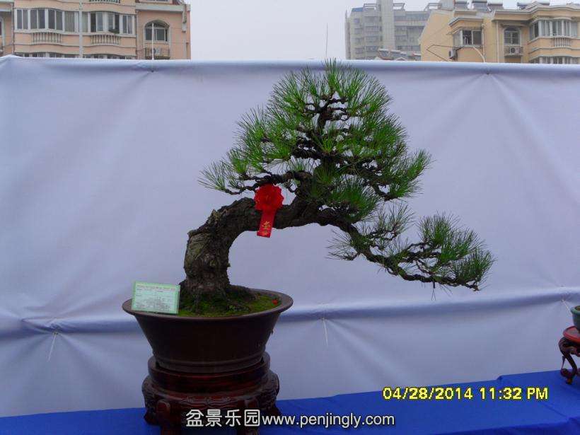 SDC13323.JPG