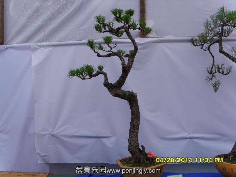 SDC13333.JPG