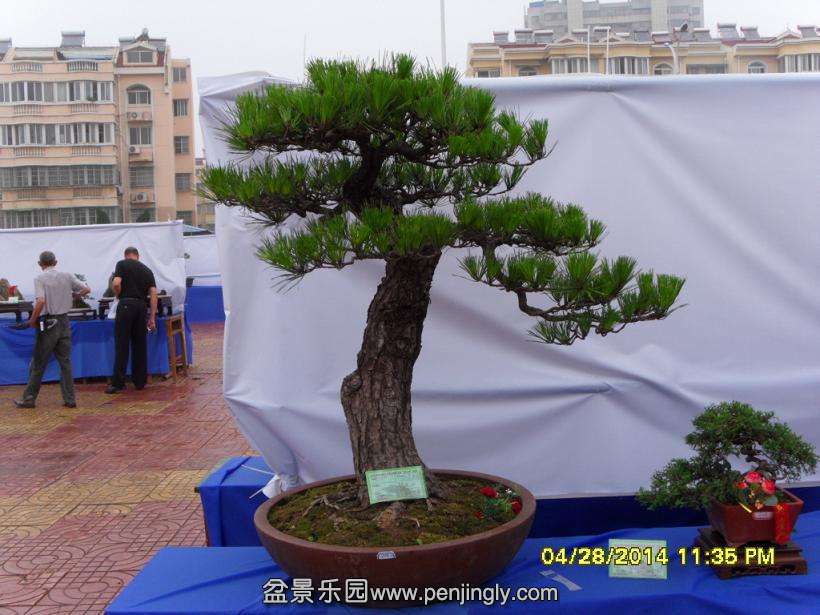 SDC13334.JPG
