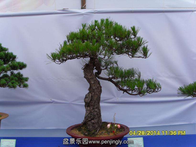 SDC13336.JPG