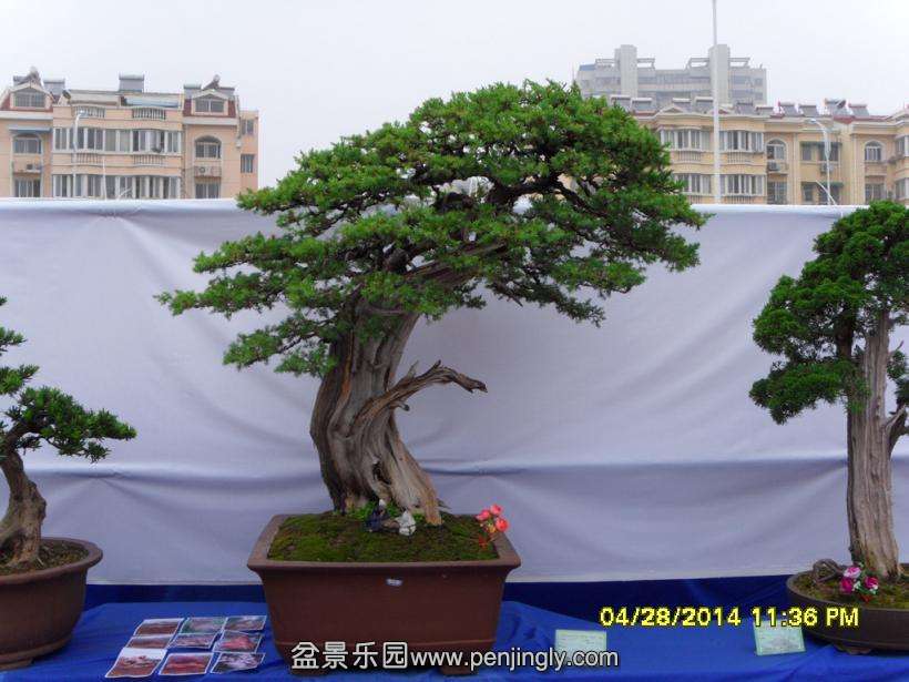 SDC13337.JPG