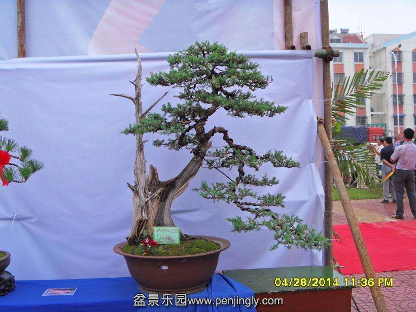 SDC13338.JPG