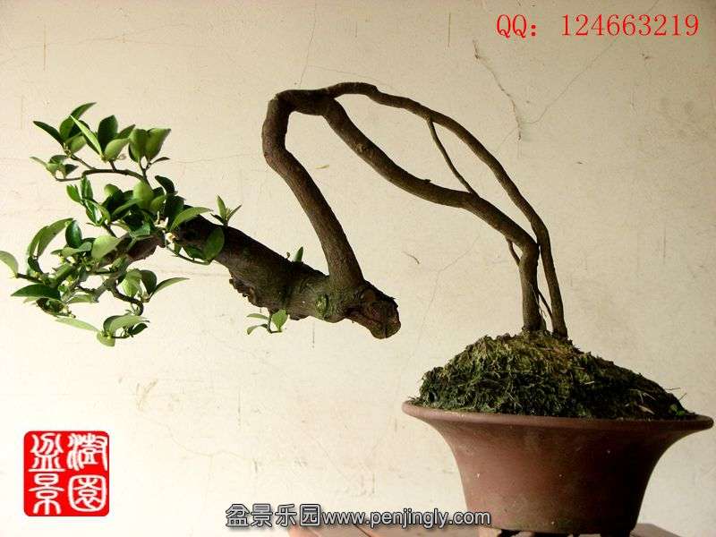 IMG_1773_副本.jpg