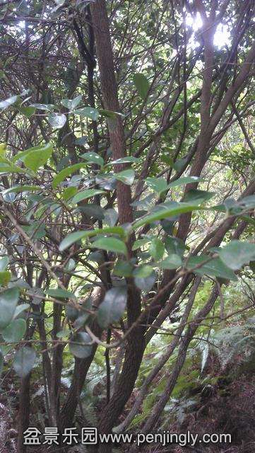IMAG0090.jpg