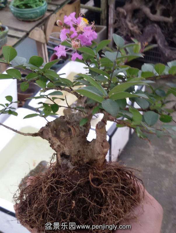 20140713_111540.jpg