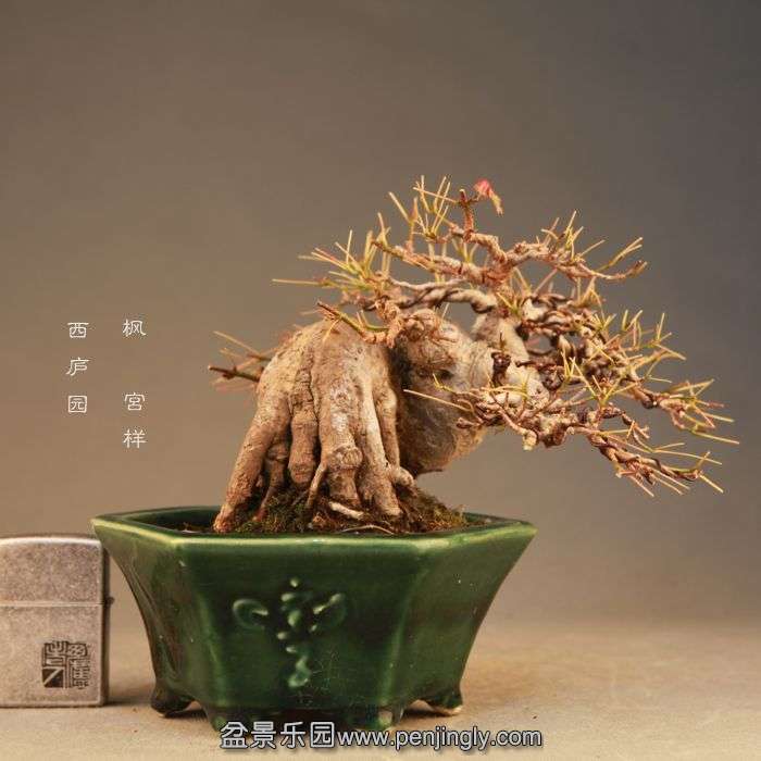 bonsai071710.jpg