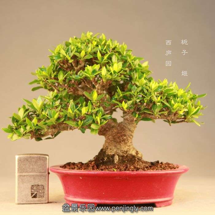 bonsai071713.jpg