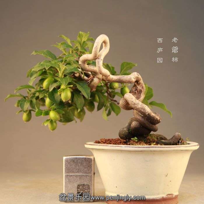 bonsai071718.jpg