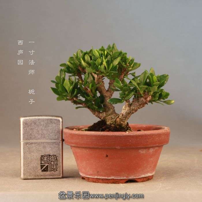 bonsai071913.jpg