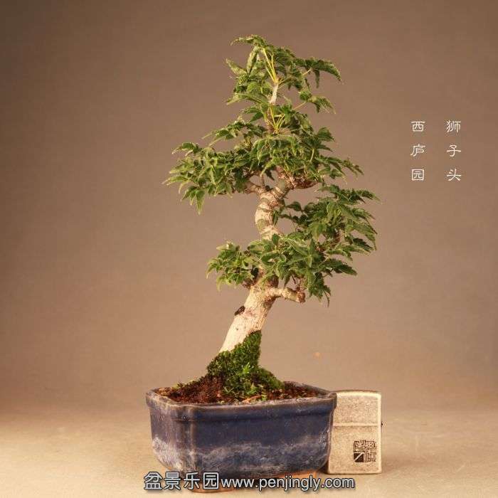 bonsai1407201.jpg