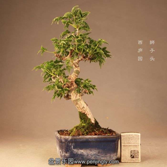 bonsai1407202.jpg