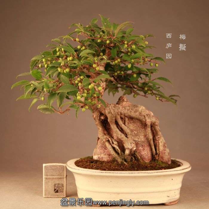 bonsai1407203.jpg