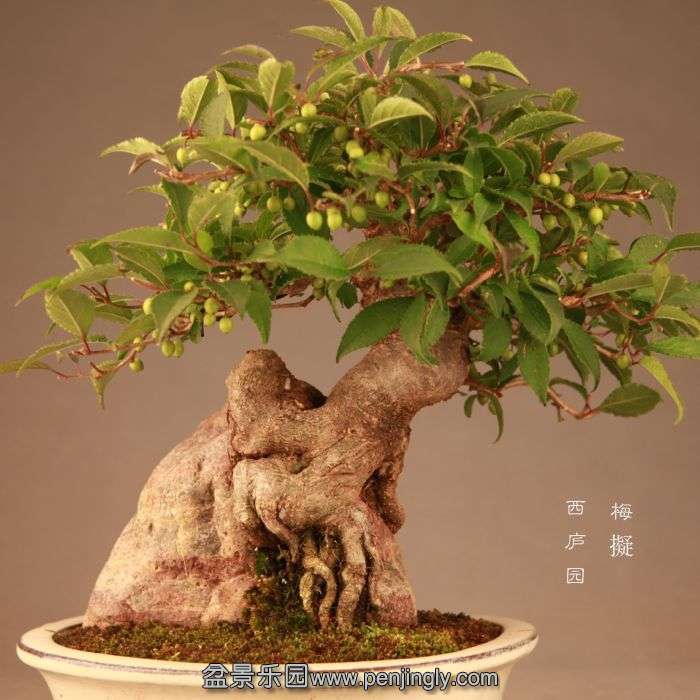 bonsai1407204.jpg