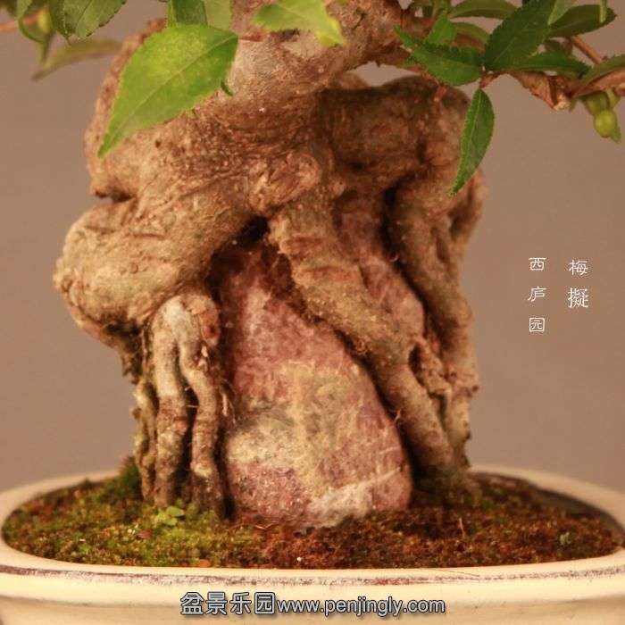 bonsai1407205.jpg