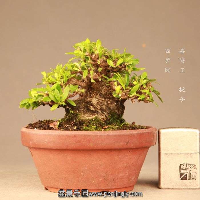 bonsai1407206.jpg