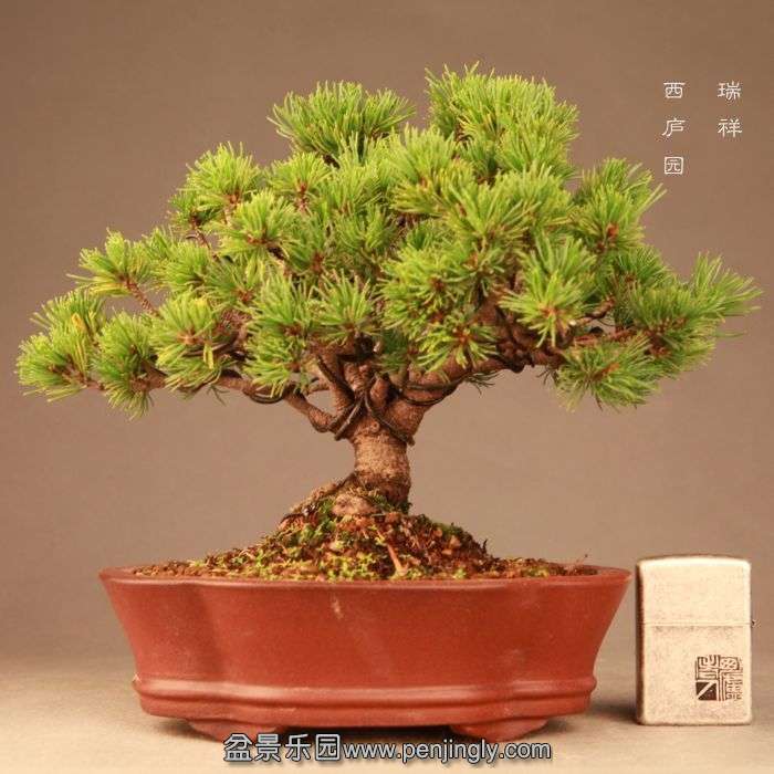 bonsai1407207.jpg