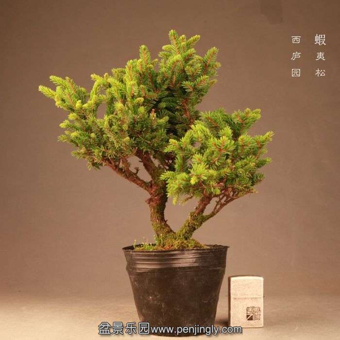 bonsai1407208.jpg