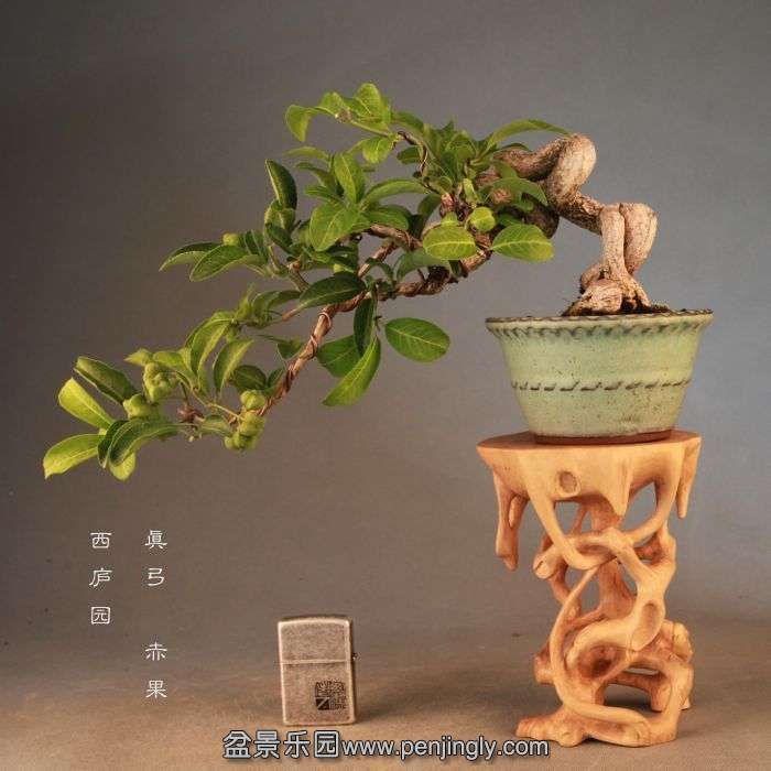 bonsai14072301.jpg