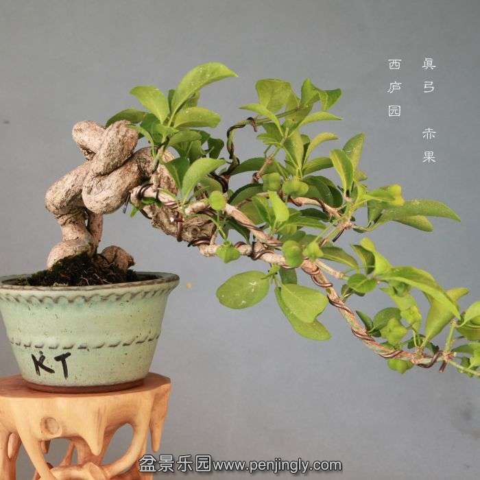 bonsai14072303.jpg