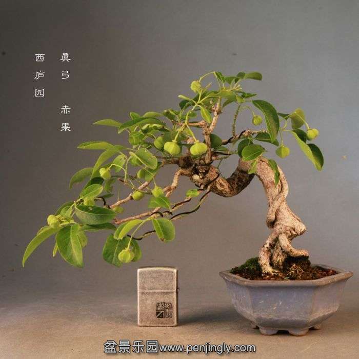 bonsai14072304.jpg