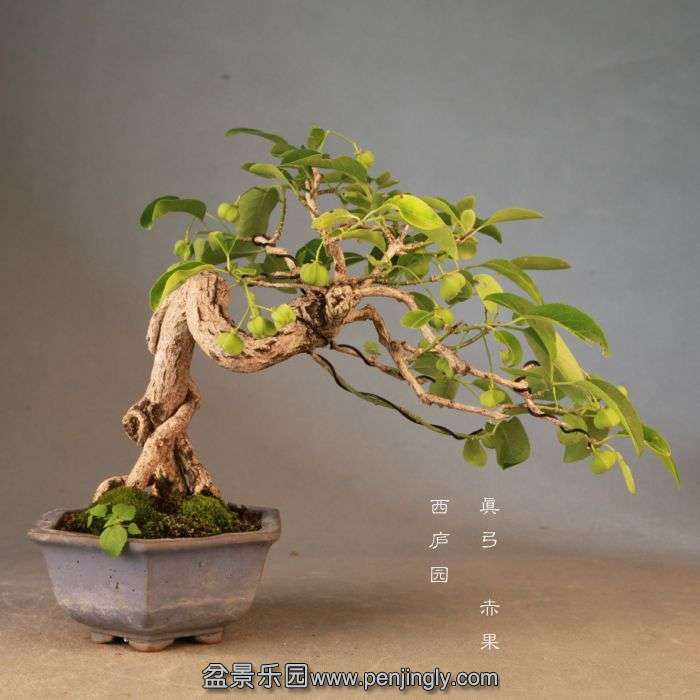 bonsai14072305.jpg