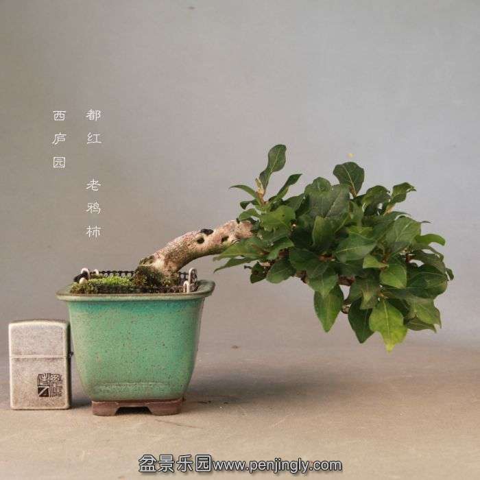 bonsai14072309.jpg